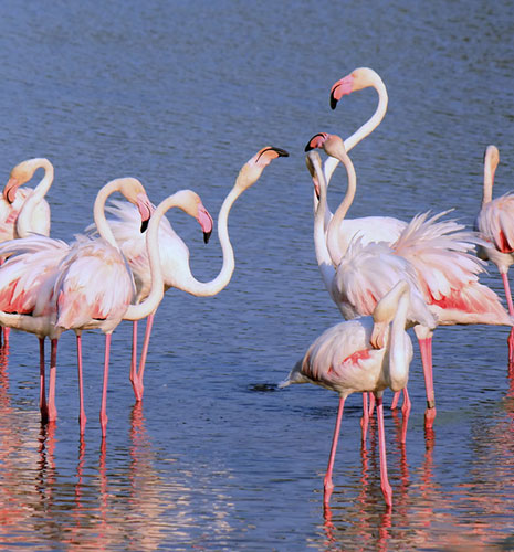 flamingo-camargue